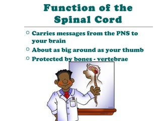 Function of the
        Spinal Cord
   Carries messages from the PNS to
    your brain
   About as big around as your thumb
   Protected by bones - vertebrae
 