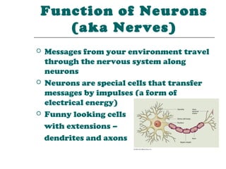 Function of Neurons
   (aka Nerves)
   Messages from your environment travel
    through the nervous system along
    neurons
   Neurons are special cells that transfer
    messages by impulses (a form of
    electrical energy)
   Funny looking cells
    with extensions –
    dendrites and axons
 