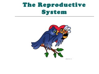 The Reproductive
     System
 