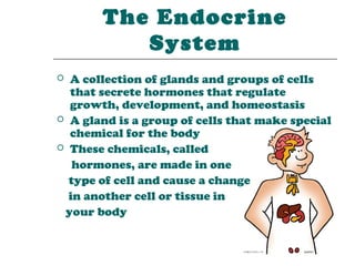 The Endocrine
          System
 A collection of glands and groups of cells
  that secrete hormones that regulate
  growth, development, and homeostasis
 A gland is a group of cells that make special
  chemical for the body
 These chemicals, called

   hormones, are made in one
  type of cell and cause a change
  in another cell or tissue in
 your body
 
