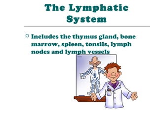 The Lymphatic
           System
   Includes the thymus gland, bone
    marrow, spleen, tonsils, lymph
    nodes and lymph vessels
 