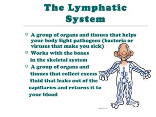 The Lymphatic
          System
 A group of organs and tissues that helps
  your body fight pathogens (bacteria or
  viruses that make you sick)
 Works with the bones

  in the skeletal system
 A group of organs and

  tissues that collect excess
  fluid that leaks out of the
 capillaries and returns it to
 your blood
 