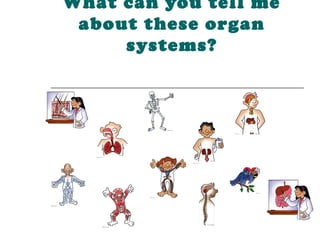 What can you tell me
 about these organ
     systems?
 