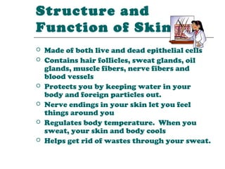 Structure and
Function of Skin
   Made of both live and dead epithelial cells
   Contains hair follicles, sweat glands, oil
    glands, muscle fibers, nerve fibers and
    blood vessels
   Protects you by keeping water in your
    body and foreign particles out.
   Nerve endings in your skin let you feel
    things around you
   Regulates body temperature. When you
    sweat, your skin and body cools
   Helps get rid of wastes through your sweat.
 