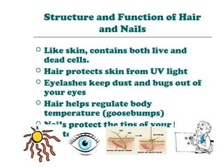 Structure and Function of Hair
              and Nails
   Like skin, contains both live and
    dead cells.
   Hair protects skin from UV light
   Eyelashes keep dust and bugs out of
    your eyes
   Hair helps regulate body
    temperature (goosebumps)
   Nails protect the tips of your fingers
    and toes
 