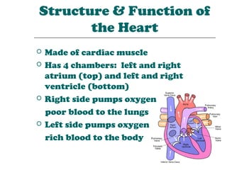Structure & Function of
       the Heart
   Made of cardiac muscle
   Has 4 chambers: left and right
    atrium (top) and left and right
    ventricle (bottom)
   Right side pumps oxygen
    poor blood to the lungs
   Left side pumps oxygen
    rich blood to the body
 