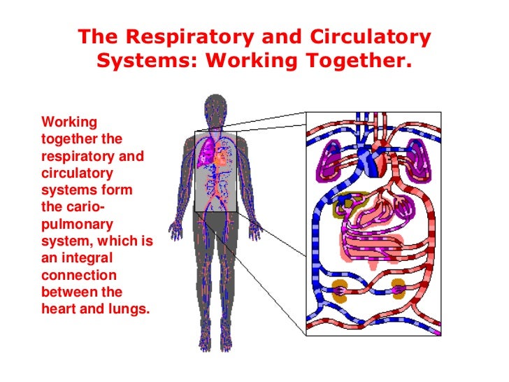 Human body systems