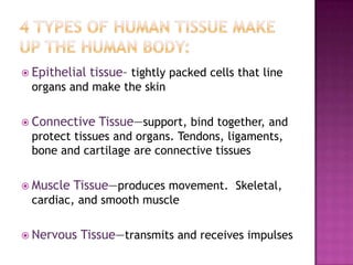  Epithelial   tissue– tightly packed cells that line
 organs and make the skin

 Connective    Tissue—support, bind together, and
 protect tissues and organs. Tendons, ligaments,
 bone and cartilage are connective tissues

 Muscle   Tissue—produces movement. Skeletal,
 cardiac, and smooth muscle

 Nervous   Tissue—transmits and receives impulses
 