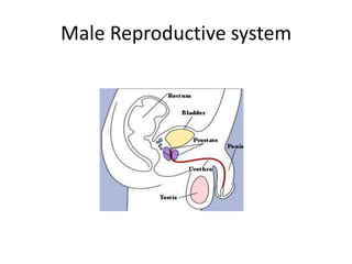 Male Reproductive system
 