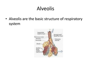 Alveolis
• Alveolis are the basic structure of respiratory
system
 