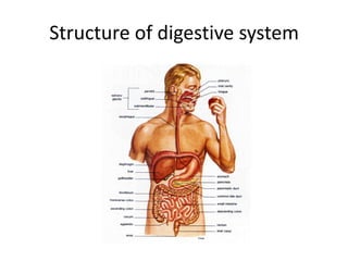 Structure of digestive system
 