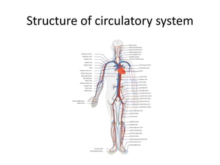 Structure of circulatory system
 