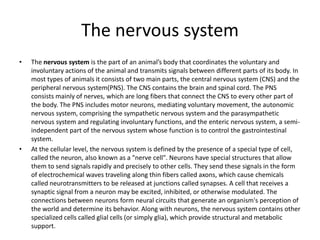 The nervous system
• The nervous system is the part of an animal’s body that coordinates the voluntary and
involuntary actions of the animal and transmits signals between different parts of its body. In
most types of animals it consists of two main parts, the central nervous system (CNS) and the
peripheral nervous system(PNS). The CNS contains the brain and spinal cord. The PNS
consists mainly of nerves, which are long fibers that connect the CNS to every other part of
the body. The PNS includes motor neurons, mediating voluntary movement, the autonomic
nervous system, comprising the sympathetic nervous system and the parasympathetic
nervous system and regulating involuntary functions, and the enteric nervous system, a semi-
independent part of the nervous system whose function is to control the gastrointestinal
system.
• At the cellular level, the nervous system is defined by the presence of a special type of cell,
called the neuron, also known as a "nerve cell". Neurons have special structures that allow
them to send signals rapidly and precisely to other cells. They send these signals in the form
of electrochemical waves traveling along thin fibers called axons, which cause chemicals
called neurotransmitters to be released at junctions called synapses. A cell that receives a
synaptic signal from a neuron may be excited, inhibited, or otherwise modulated. The
connections between neurons form neural circuits that generate an organism's perception of
the world and determine its behavior. Along with neurons, the nervous system contains other
specialized cells called glial cells (or simply glia), which provide structural and metabolic
support.
 