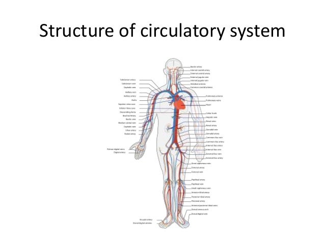 Human body systems