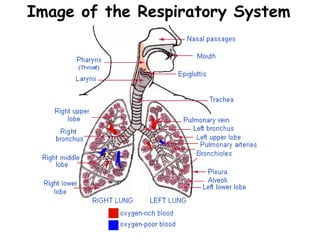 Image of the Respiratory System 
 