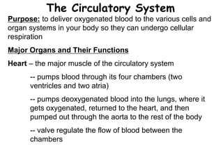 The Circulatory System 
Purpose: to deliver oxygenated blood to the various cells and 
organ systems in your body so they can undergo cellular 
respiration 
Major Organs and Their Functions 
Heart – the major muscle of the circulatory system 
-- pumps blood through its four chambers (two 
ventricles and two atria) 
-- pumps deoxygenated blood into the lungs, where it 
gets oxygenated, returned to the heart, and then 
pumped out through the aorta to the rest of the body 
-- valve regulate the flow of blood between the 
chambers 
 