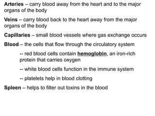 Arteries – carry blood away from the heart and to the major 
organs of the body 
Veins – carry blood back to the heart away from the major 
organs of the body 
Capillaries – small blood vessels where gas exchange occurs 
Blood – the cells that flow through the circulatory system 
-- red blood cells contain hemoglobin, an iron-rich 
protein that carries oxygen 
-- white blood cells function in the immune system 
-- platelets help in blood clotting 
Spleen – helps to filter out toxins in the blood 
 