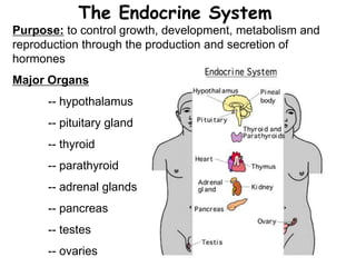 The Endocrine System 
Purpose: to control growth, development, metabolism and 
reproduction through the production and secretion of 
hormones 
Major Organs 
-- hypothalamus 
-- pituitary gland 
-- thyroid 
-- parathyroid 
-- adrenal glands 
-- pancreas 
-- testes 
-- ovaries 
 