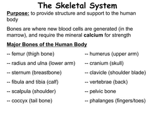 The Skeletal System 
Purpose: to provide structure and support to the human 
body 
Bones are where new blood cells are generated (in the 
marrow), and require the mineral calcium for strength 
Major Bones of the Human Body 
-- femur (thigh bone) -- humerus (upper arm) 
-- radius and ulna (lower arm) -- cranium (skull) 
-- sternum (breastbone) -- clavicle (shoulder blade) 
-- fibula and tibia (calf) -- vertebrae (back) 
-- scalpula (shoulder) -- pelvic bone 
-- coccyx (tail bone) -- phalanges (fingers/toes) 
 