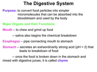 The Digestive System 
Purpose: to convert food particles into simpler 
micromolecules that can be absorbed into the 
bloodstream and used by the body 
Major Organs and their Functions: 
Mouth – to chew and grind up food 
-- saliva also begins the chemical breakdown 
Esophagus – pipe connecting mouth to stomach 
Stomach – secretes an extraordinarily strong acid (pH = 2) that 
leads to breakdown of food 
-- once the food is broken down in the stomach and 
mixed with digestive juices, it is called chyme 
 
