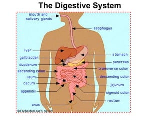 The Digestive System 
 