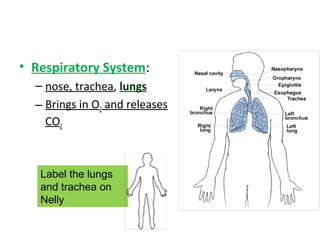 • Respiratory System:
– nose, trachea, lungs
– Brings in O2 and releases
CO2
Label the lungs
and trachea on
Nelly
 