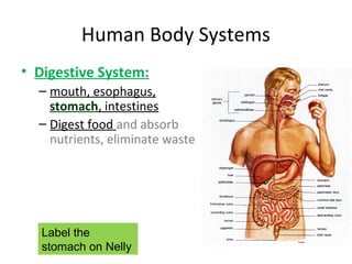 Human Body Systems
• Digestive System:
– mouth, esophagus,
stomach, intestines
– Digest food and absorb
nutrients, eliminate waste
Label the
stomach on Nelly
 
