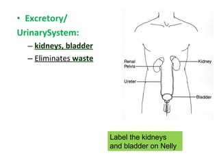 • Excretory/
UrinarySystem:
– kidneys, bladder
– Eliminates waste
Label the kidneys
and bladder on Nelly
 