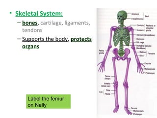 • Skeletal System:
– bones, cartilage, ligaments,
tendons
– Supports the body, protects
organs
Label the femur
on Nelly
 