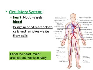 • Circulatory System:
– heart, blood vessels,
blood
– Brings needed materials to
cells and removes waste
from cells
Label the heart, major
arteries and veins on Nelly
 