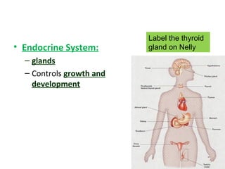 • Endocrine System:
– glands
– Controls growth and
development
Label the thyroid
gland on Nelly
 