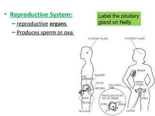 • Reproductive System:
– reproductive organs
– Produces sperm or ova
Label the pituitary
gland on Nelly
 