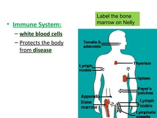 • Immune System:
– white blood cells
– Protects the body
from disease
Label the bone
marrow on Nelly
 