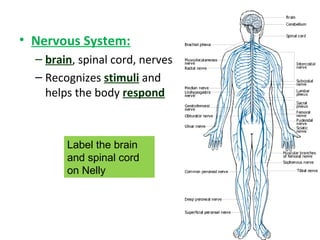 • Nervous System:
– brain, spinal cord, nerves
– Recognizes stimuli and
helps the body respond
Label the brain
and spinal cord
on Nelly
 