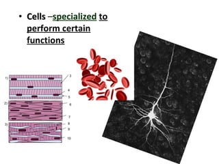 • CellsCells –specialized to
perform certain
functions
 