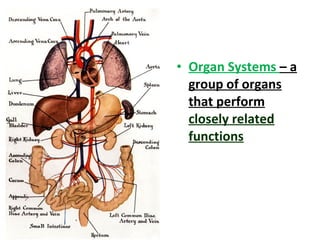 • Organ Systems – a
group of organs
that perform
closely related
functions
 