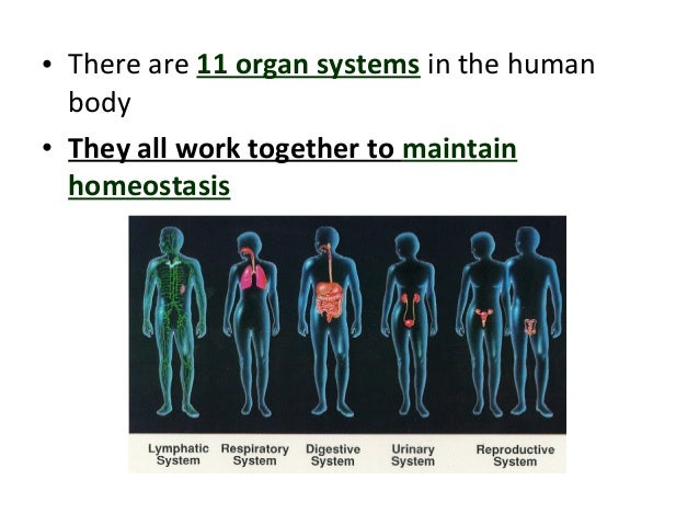 an overview of the systems of the human body The human body is made up of several organ systems that work as one unit the major organ systems of the body work together, either directly or indirectly, to keep. an overview of the systems of the human body The human body is made up of several organ systems that work as one unit the major organ systems of the body work together, either directly or indirectly, to keep.