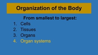 Organization of the Body
From smallest to largest:
1. Cells
2. Tissues
3. Organs
4. Organ systems
 