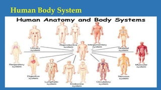 Human Body System
 