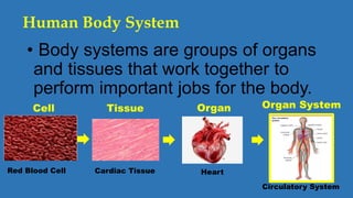 Human Body System
• Body systems are groups of organs
and tissues that work together to
perform important jobs for the body.
Red Blood Cell Cardiac Tissue Heart
Circulatory System
Cell Tissue Organ Organ System
 