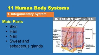 11 Human Body Systems
1. Integumentary System
Main Parts
• Skin
• Hair
• Nail
• Sweat and
sebaceous glands
 