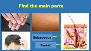 Find the main parts
Sebaceous
Sweat
 