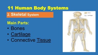 11 Human Body Systems
2. Skeletal System
Main Parts:
• Bones
• Cartilage
• Connective Tissue
 