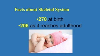 Facts about Skeletal System
•270 at birth
•206 as it reaches adulthood
 