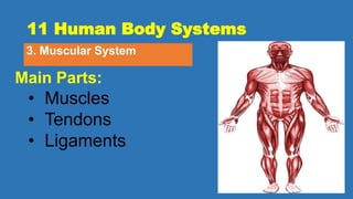 11 Human Body Systems
3. Muscular System
Main Parts:
• Muscles
• Tendons
• Ligaments
 