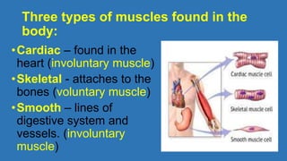 Three types of muscles found in the
body:
•Cardiac – found in the
heart (involuntary muscle)
•Skeletal - attaches to the
bones (voluntary muscle)
•Smooth – lines of
digestive system and
vessels. (involuntary
muscle)
 