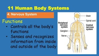 11 Human Body Systems
4. Nervous System
Functions
• Controls all the body’s
functions
• Senses and recognizes
information from inside
and outside of the body
 