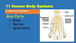 11 Human Body Systems
4. Nervous System
Main Parts
• Brain
• Nerves
• Spinal Cord
 