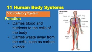 11 Human Body Systems
5. Circulatory System
Function
• Carries blood and
nutrients to the cells of
the body
• Carries waste away from
the cells, such as carbon
dioxide.
 