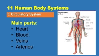 11 Human Body Systems
5. Circulatory System
Main parts:
• Heart
• Blood
• Veins
• Arteries
 